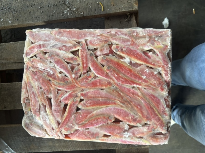 小红鱼
