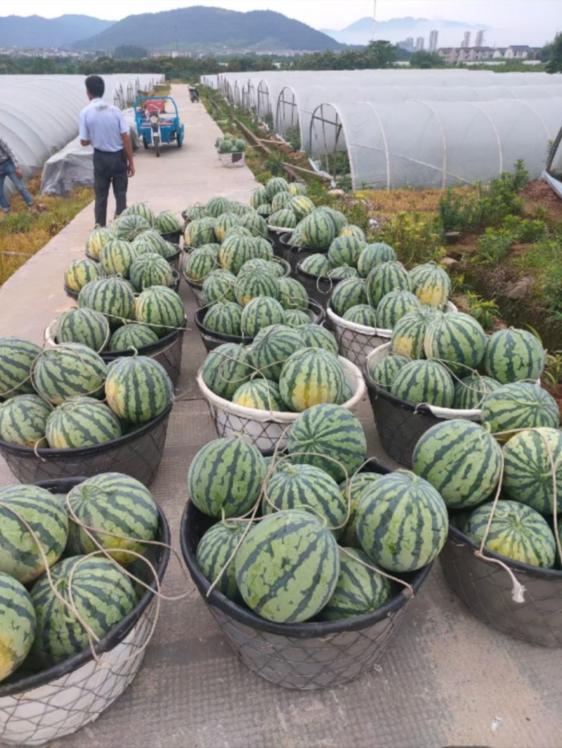 衢州美都西瓜精品，场地直发，货源充足，包红，包甜，