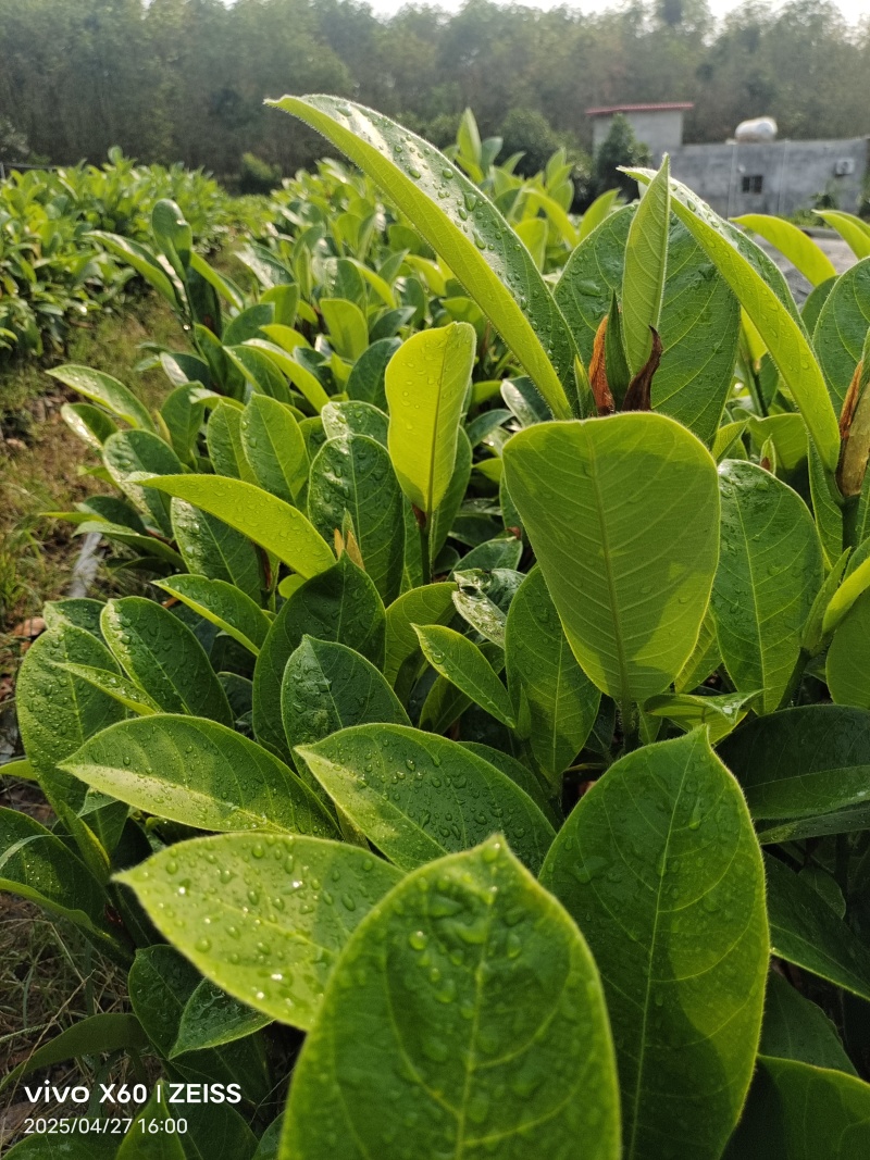 海南榴莲蜜苗，品种多，规格齐全，基地直发，第一手货源。