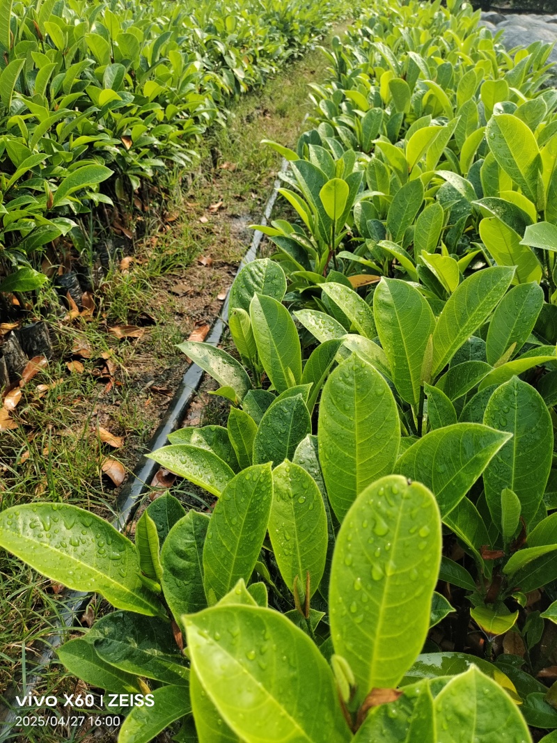 海南榴莲蜜苗，品种多，规格齐全，基地直发，第一手货源。