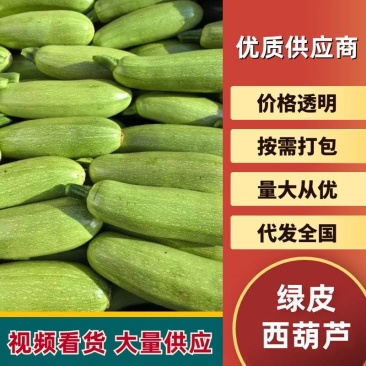 西葫芦绿皮西葫芦一手货源产地直发可对接商超市场
