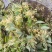野生金银花，产地直发，无硫无霉，品质保证，量大优惠