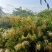 野生金银花，产地直发，无硫无霉，品质保证，量大优惠
