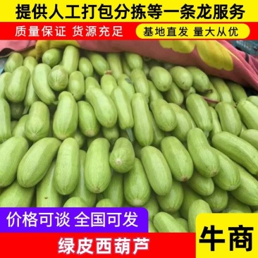 西葫芦绿皮西葫芦可对接商超市场量大从优欢迎咨询