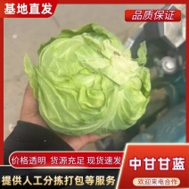 甘蓝中甘甘蓝一手货源产地直发量大从优可视频看货
