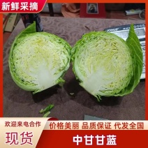 甘蓝中甘甘蓝对接商超市场可视频看货欢迎来电咨询