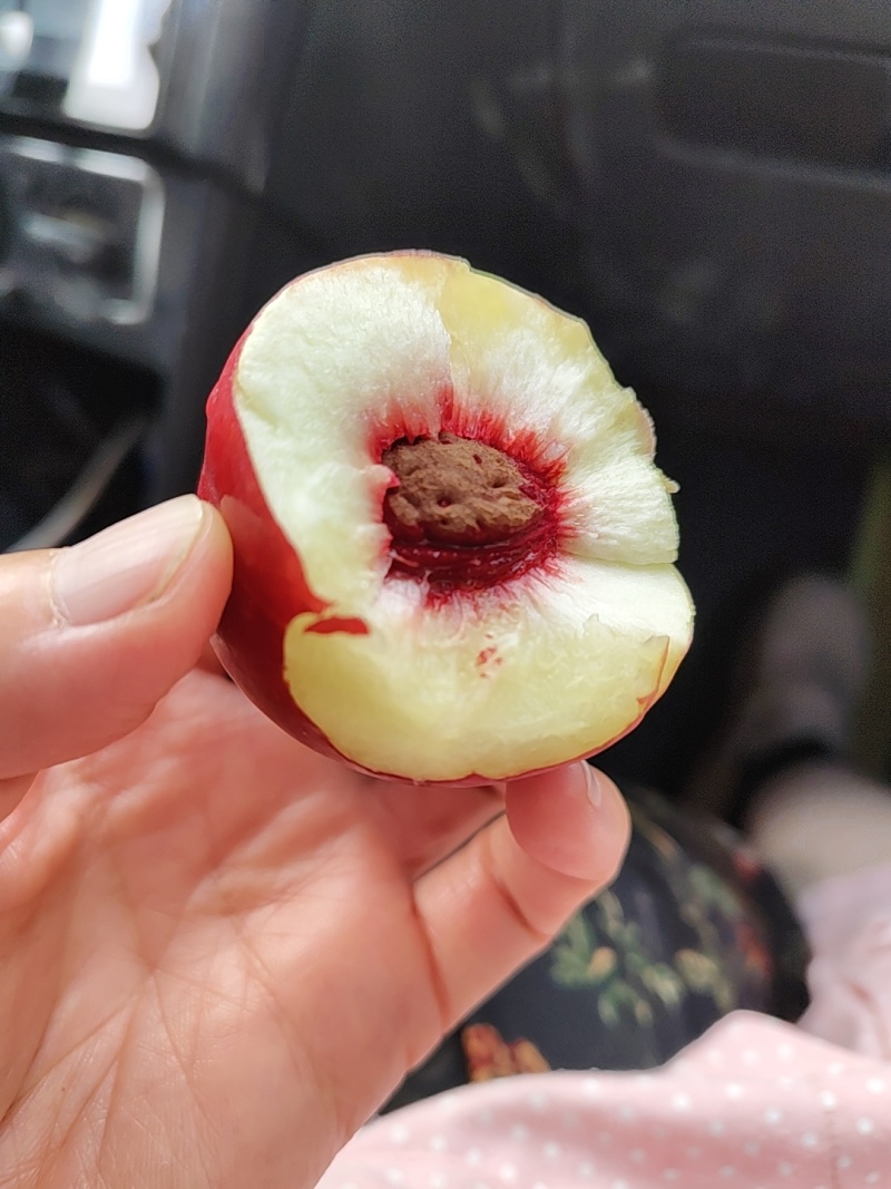 中油18号油桃批发，优质油桃产地价格，大荔县油桃诚信代办