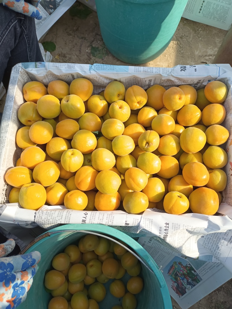 凯特杏基地，陕西大荔凯特杏上市，现货供应欢迎采购