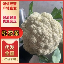 松花菜白面青梗松花菜大量上市产地直发保质保量量大从优