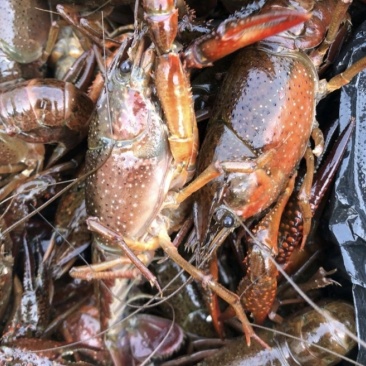 湖北潜江小龙虾品质保证服务周到产地直发价格美丽