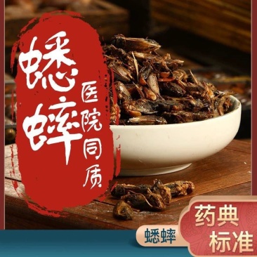 蟋蟀干货