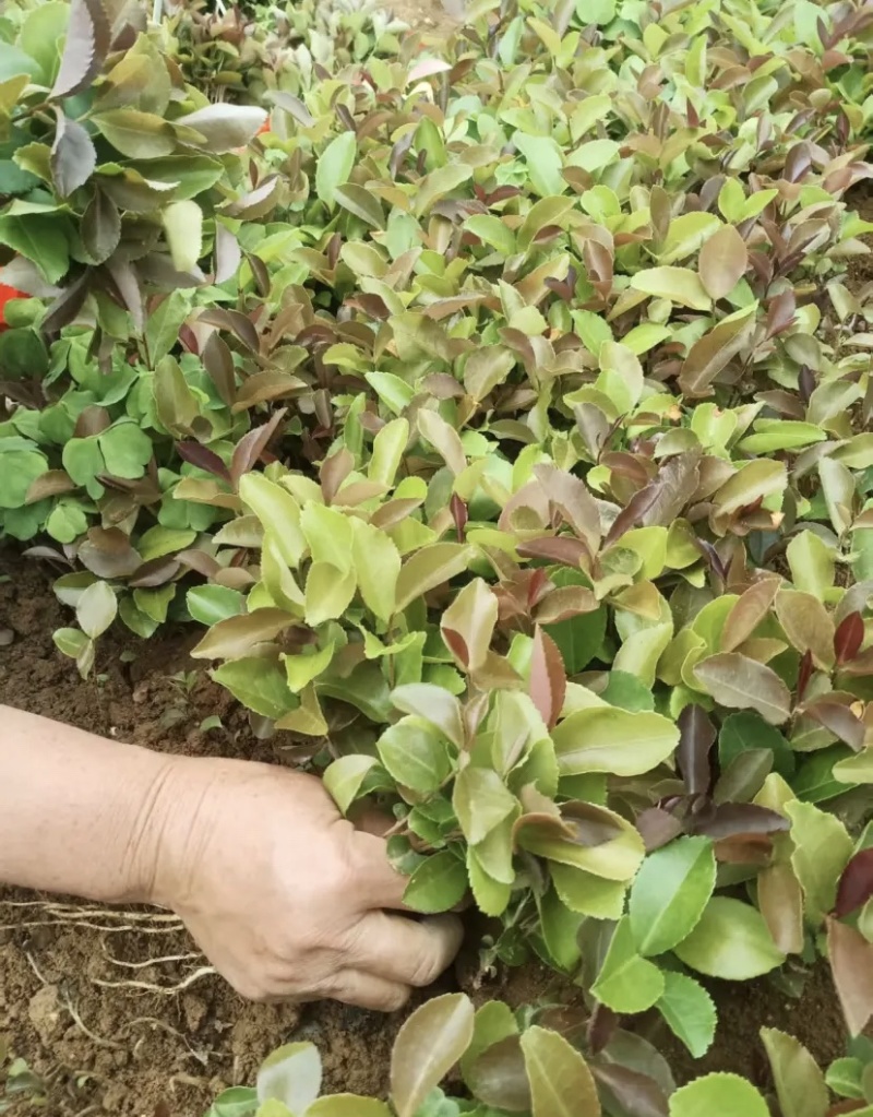 油茶芽苗全国发货技术指导欢迎联系量大可谈