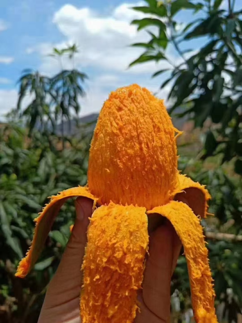 贵妃芒上市了，欢迎订购，价格温柔，