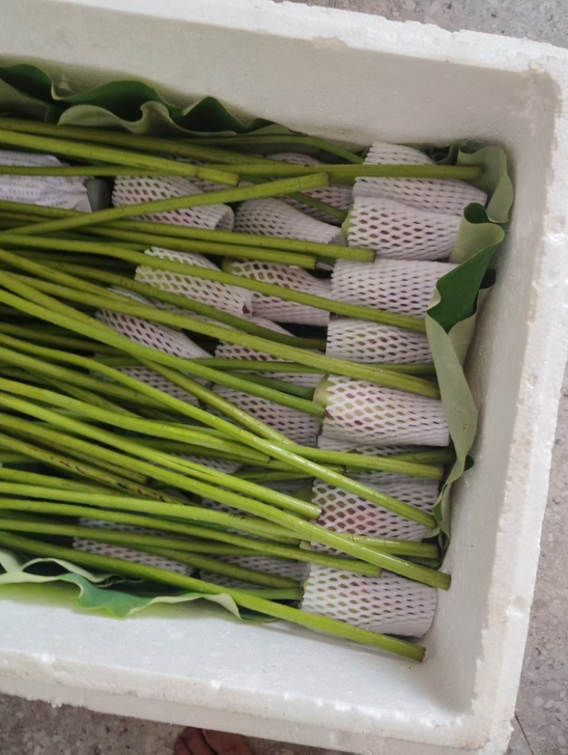 鲜切荷花长杆莲蓬可批发可一件代发