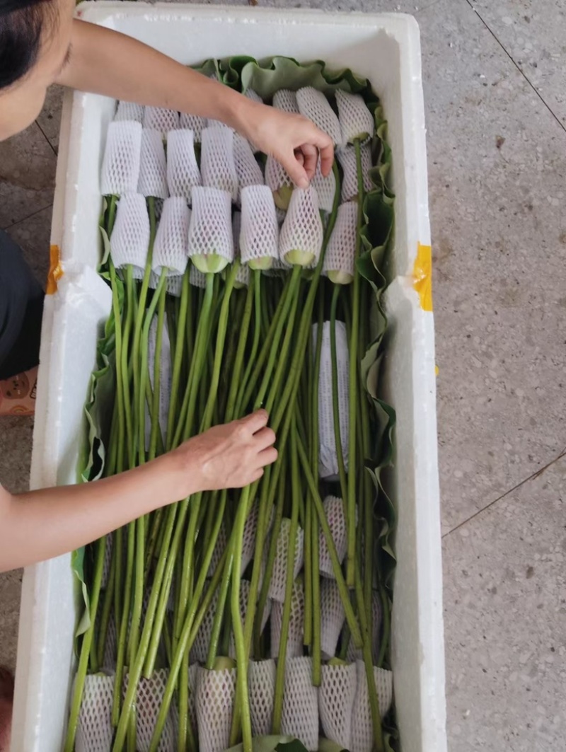 鲜切荷花长杆莲蓬可批发可一件代发