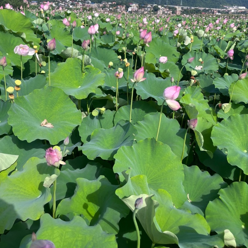 鲜切荷花长杆莲蓬可批发可一件代发