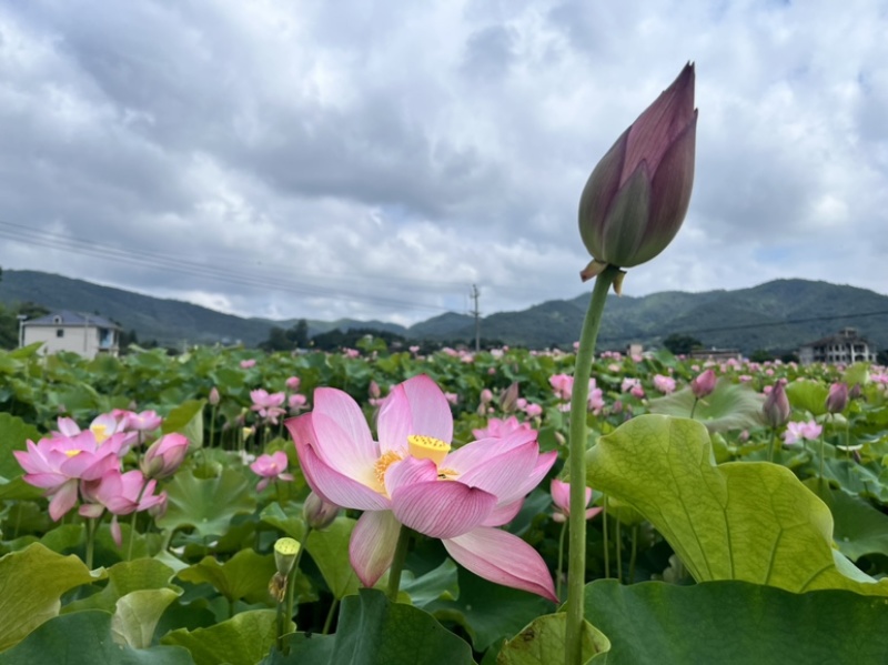 鲜切荷花长杆莲蓬可批发可一件代发