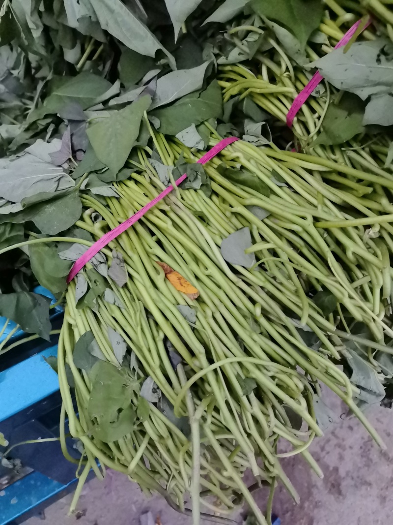 扩繁西瓜红