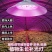 l全光谱室内植物LED补光灯阳台种菜盆栽助生长专用灯