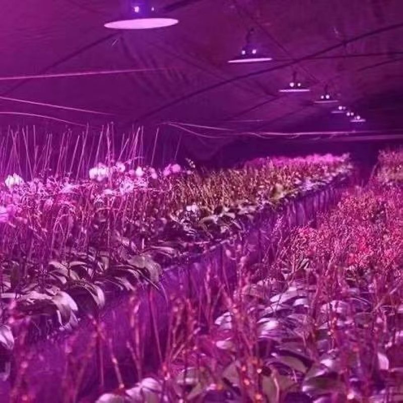 l全光谱室内植物LED补光灯阳台种菜盆栽助生长专用灯