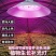 l全光谱室内植物LED补光灯阳台种菜盆栽助生长专用灯