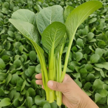 山东曹县精品菜心常年供应，市场，电商平台。