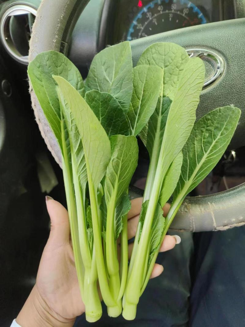 山东曹县精品菜心常年供应，市场，电商平台。