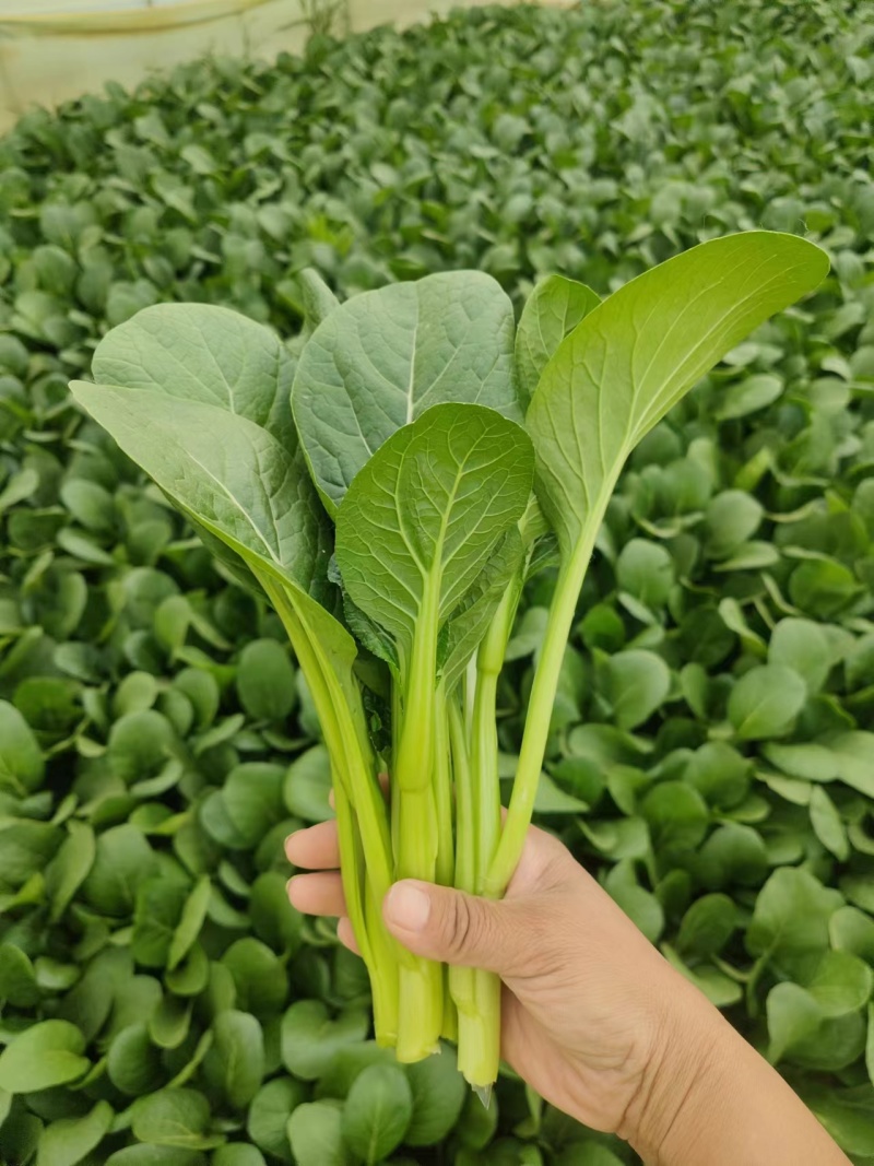 山东曹县精品菜心常年供应，市场，电商平台。