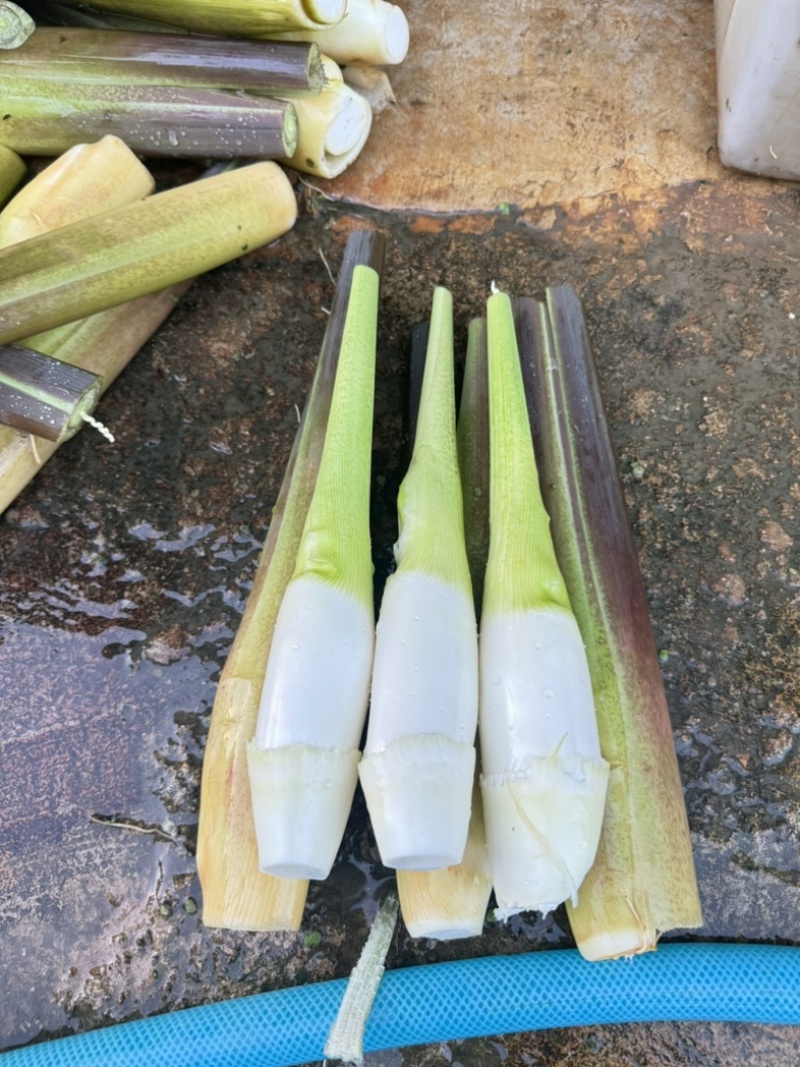 云南茭白一手货源质量保证价格美丽欢迎来电