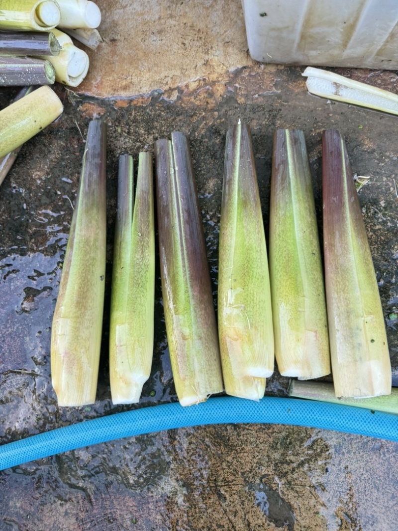 云南茭白一手货源质量保证价格美丽欢迎来电