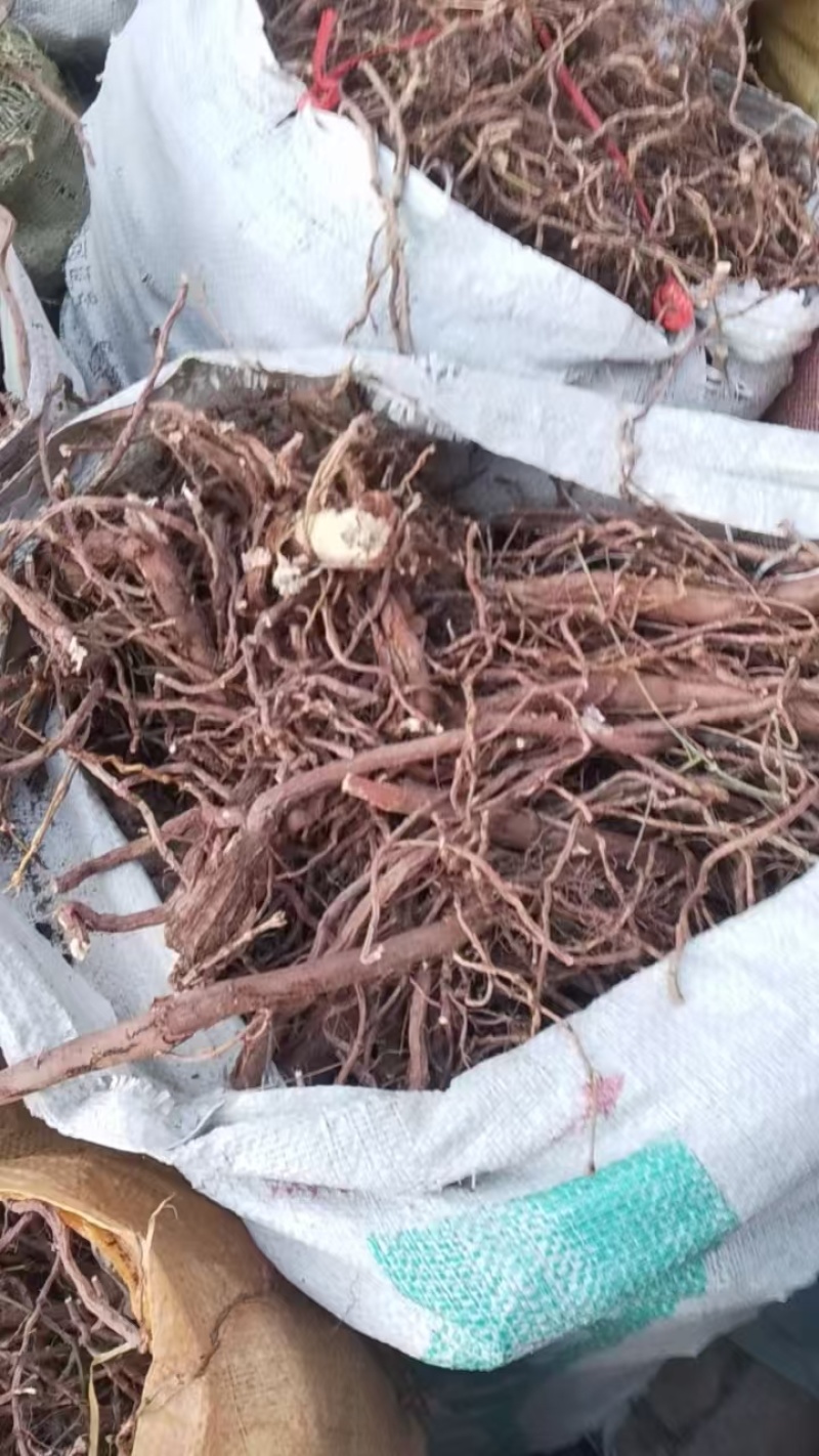野生，麻黄根