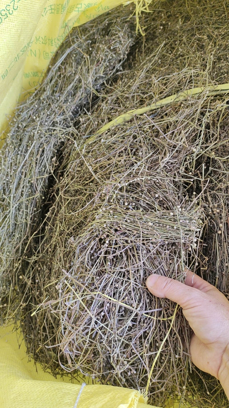 野生白花蛇舌草干货10元一斤