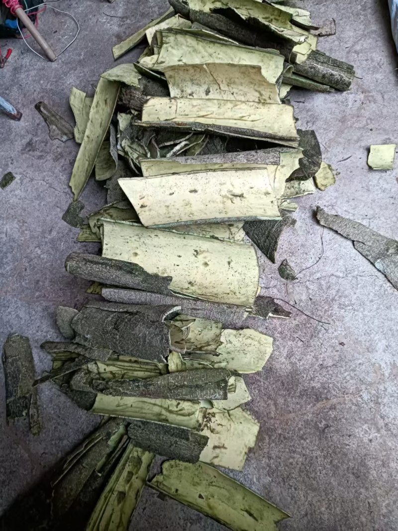 救必应白银树皮白木香白银香