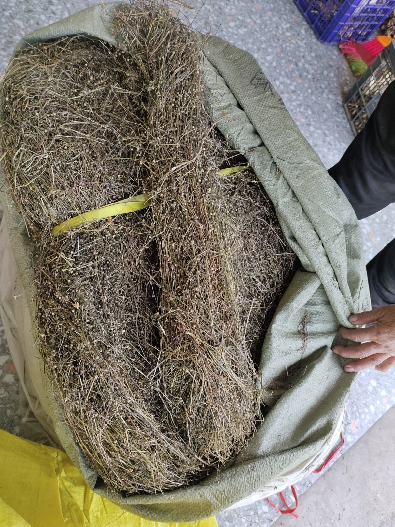 野生白花蛇舌草干货10元一斤