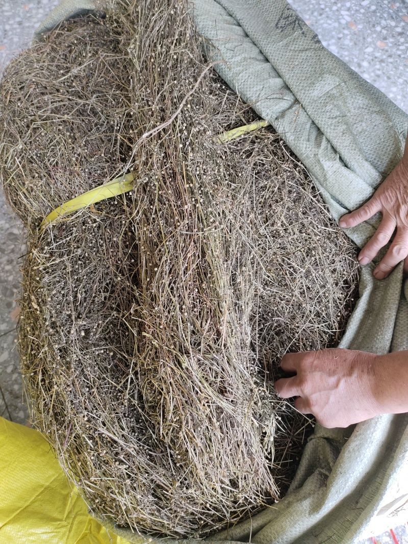 野生白花蛇舌草干货10元一斤