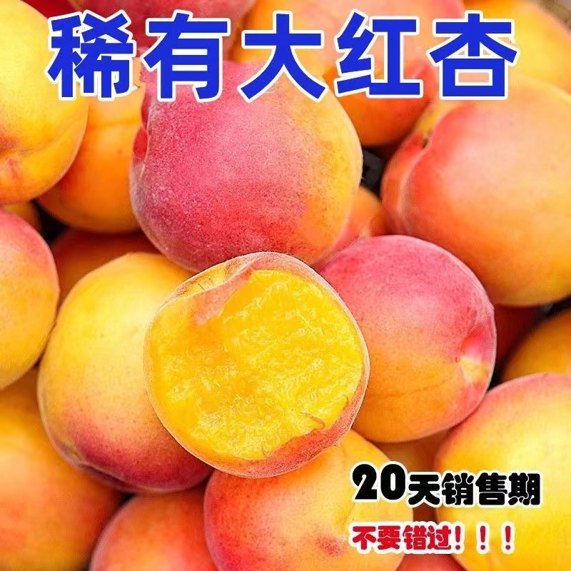 陕西大红杏，源头产地，日照时间足，口感香甜