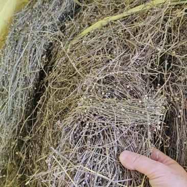 野生白花蛇舌草干货10元一斤