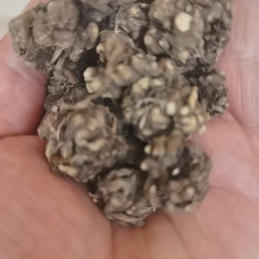 精品水洗《中药猫爪草》自产自销基地直发保质保量对接全国