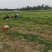 精品水洗《中药猫爪草》自产自销基地直发保质保量对接全国