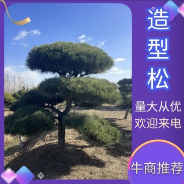 造型松，粗度8厘米-25厘米，价格优惠欢迎来电洽谈。