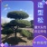 造型松，粗度8厘米-25厘米，价格优惠欢迎来电洽谈。