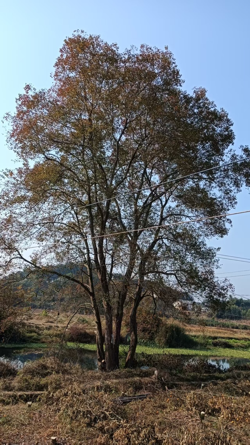 丛生乌桕，长期供应，树形好，可供苗圃以及各类工程！