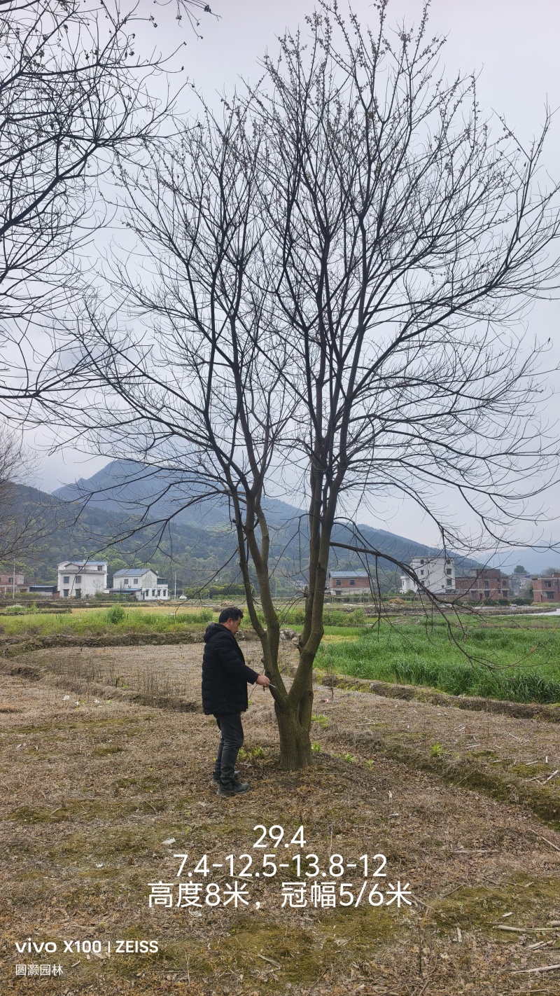 丛生乌桕，长期供应，树形好，可供苗圃以及各类工程！
