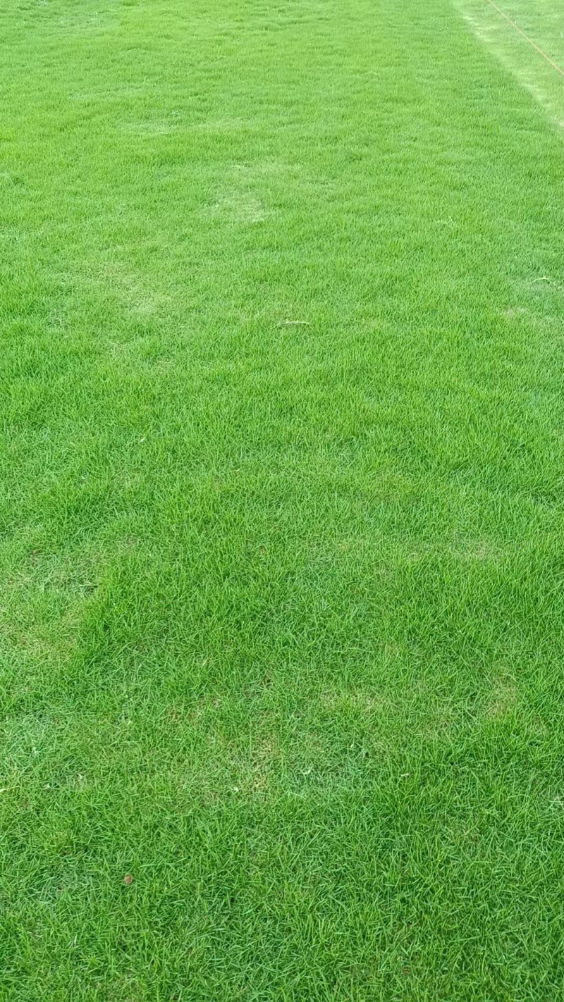 【推荐】草坪草/马尼拉草皮/承接绿化工程/欢迎咨询