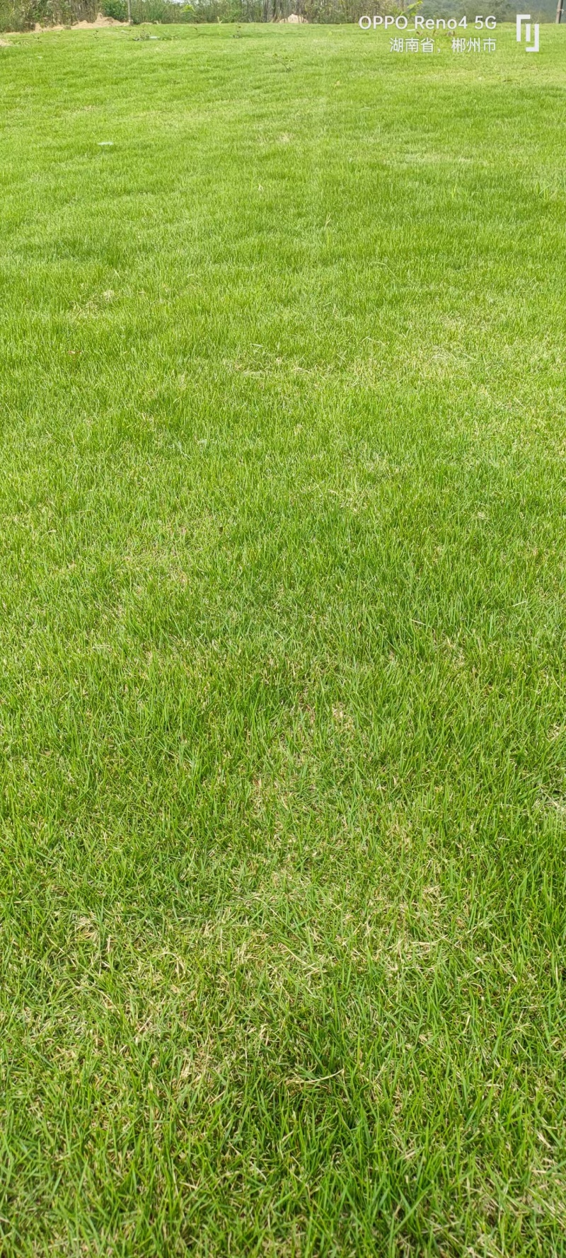 【推荐】草坪草/马尼拉草皮/承接绿化工程/欢迎咨询