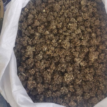 《包邮》河南信阳中药猫爪草基地直发保质保量售后无忧