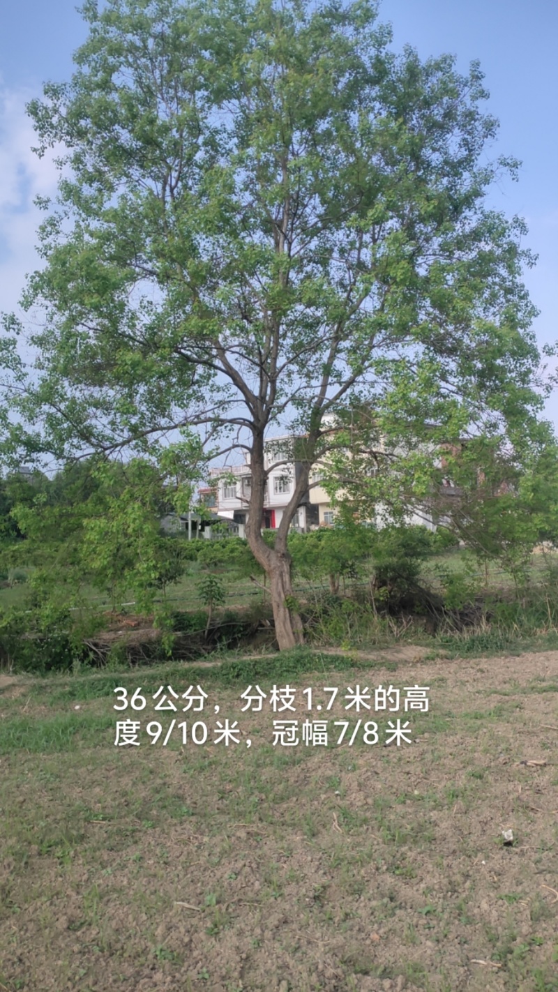 乌桕，10-60公分单杠及丛生工程苗以及苗圃精品。