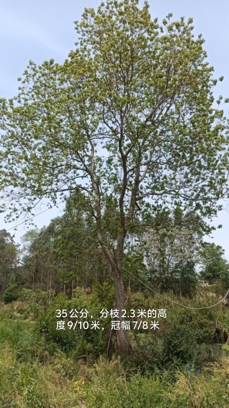 乌桕，10-60公分单杠及丛生工程苗以及苗圃精品。