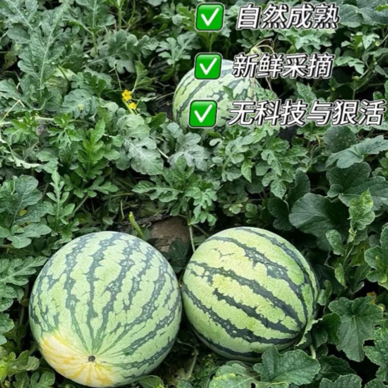 江苏盐城东台美都西瓜大量供应，自家种植货源充足量大