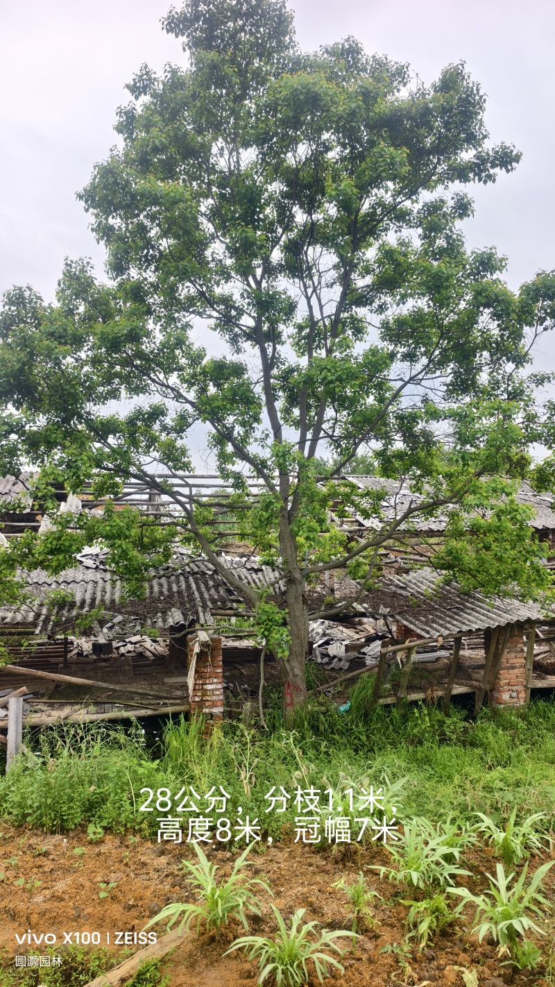 乌桕，10-60公分单杠及丛生工程苗以及苗圃精品。